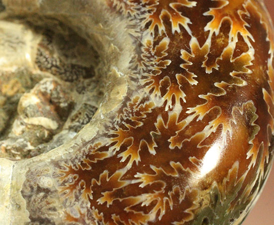 パーフェクトな縫合線模様が魅力、1億2000万年前の地層で採集された、マダガスカル産リトセラス(その6)