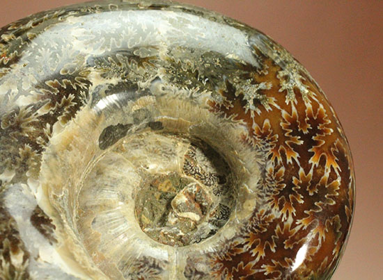 パーフェクトな縫合線模様が魅力、1億2000万年前の地層で採集された、マダガスカル産リトセラス(その7)