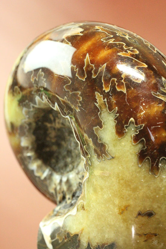 圧倒的ボリューム感！殻全面に縫合線を有するマダガスカル産ドゥビレイセラス(Douvilleiceras)（その1）