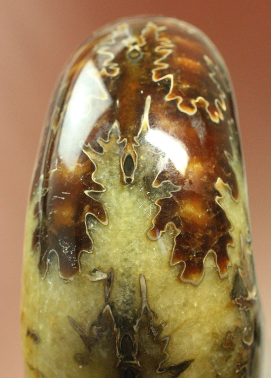 圧倒的ボリューム感！殻全面に縫合線を有するマダガスカル産ドゥビレイセラス(Douvilleiceras)（その11）
