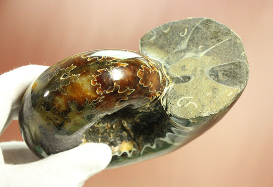 圧倒的ボリューム感！殻全面に縫合線を有するマダガスカル産ドゥビレイセラス(Douvilleiceras)（その14）
