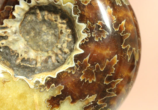 圧倒的ボリューム感！殻全面に縫合線を有するマダガスカル産ドゥビレイセラス(Douvilleiceras)（その16）