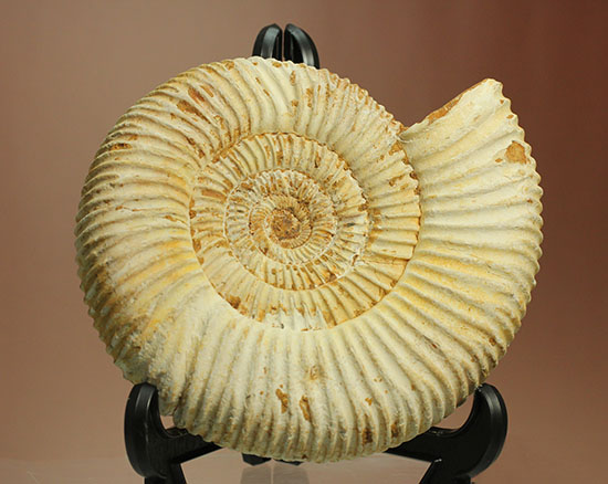 アンモナイトコレクションの代表種！直径１２センチのマダガスカル産ペリスフィンクテス（その6）