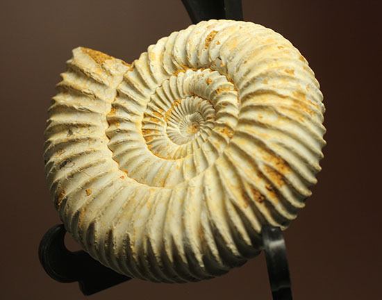 どこからみてもきっちり!?ジュラ紀の示準化石となったペリスフィンクテスアンモナイト(Perisphinctes)(その1)