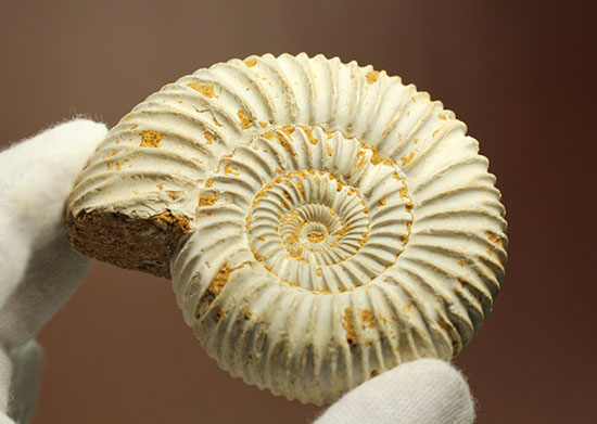 どこからみてもきっちり!?ジュラ紀の示準化石となったペリスフィンクテスアンモナイト(Perisphinctes)(その10)