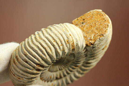 どこからみてもきっちり!?ジュラ紀の示準化石となったペリスフィンクテスアンモナイト(Perisphinctes)(その12)