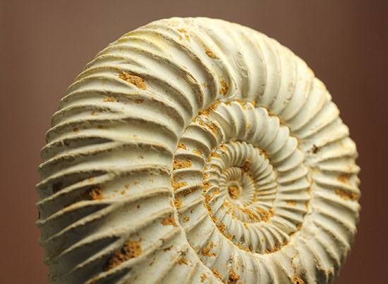 どこからみてもきっちり!?ジュラ紀の示準化石となったペリスフィンクテスアンモナイト(Perisphinctes)(その13)