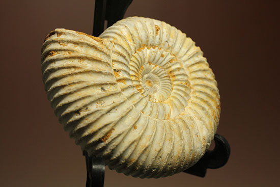 どこからみてもきっちり!?ジュラ紀の示準化石となったペリスフィンクテスアンモナイト(Perisphinctes)(その14)