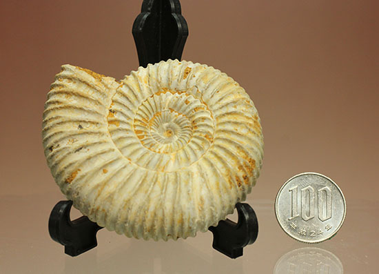 どこからみてもきっちり!?ジュラ紀の示準化石となったペリスフィンクテスアンモナイト(Perisphinctes)(その15)