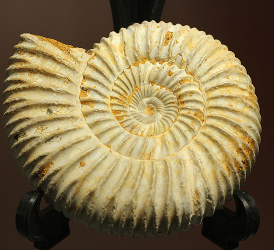 どこからみてもきっちり!?ジュラ紀の示準化石となったペリスフィンクテスアンモナイト(Perisphinctes)(その2)
