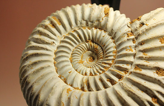 どこからみてもきっちり!?ジュラ紀の示準化石となったペリスフィンクテスアンモナイト(Perisphinctes)(その5)