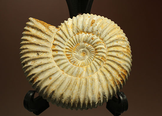 どこからみてもきっちり!?ジュラ紀の示準化石となったペリスフィンクテスアンモナイト(Perisphinctes)(その6)
