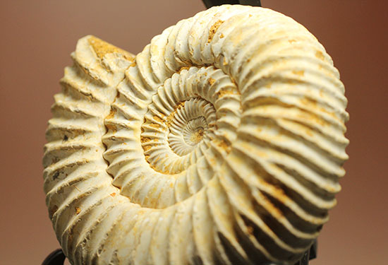 どこからみてもきっちり!?ジュラ紀の示準化石となったペリスフィンクテスアンモナイト(Perisphinctes)(その7)