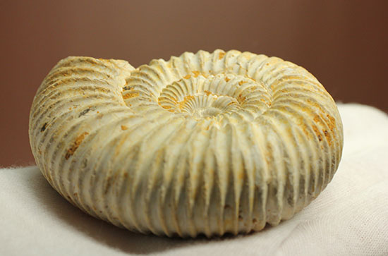 どこからみてもきっちり!?ジュラ紀の示準化石となったペリスフィンクテスアンモナイト(Perisphinctes)(その9)