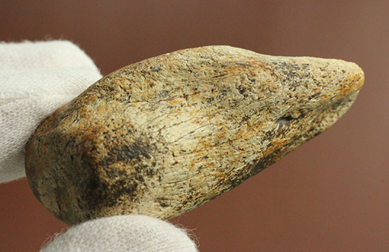 非常に希少な竜脚類の爪の化石。種名は不明です。（その14）