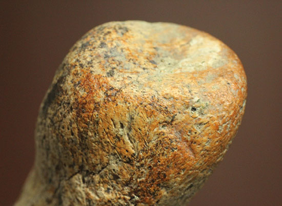 非常に希少な竜脚類の爪の化石。種名は不明です。（その15）