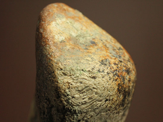 非常に希少な竜脚類の爪の化石。種名は不明です。（その16）