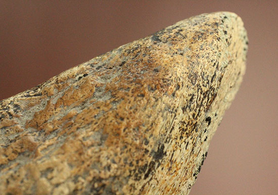 非常に希少な竜脚類の爪の化石。種名は不明です。（その18）