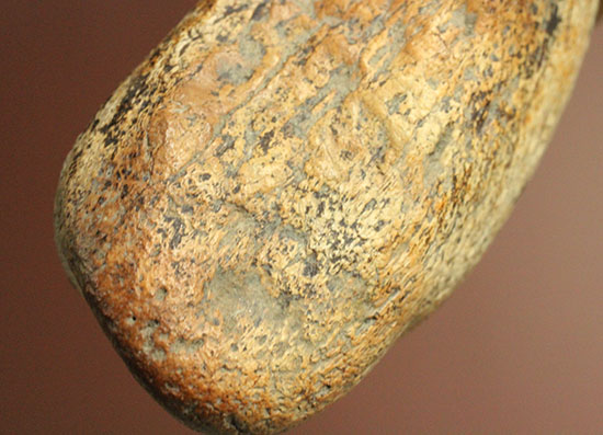 非常に希少な竜脚類の爪の化石。種名は不明です。（その19）
