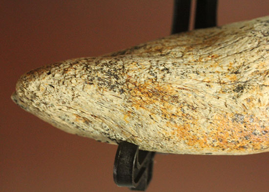 非常に希少な竜脚類の爪の化石。種名は不明です。（その3）