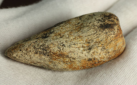 非常に希少な竜脚類の爪の化石。種名は不明です。（その9）