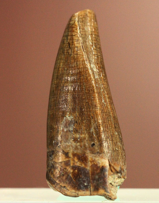 アルバートサウルスの希少な前上顎骨歯
