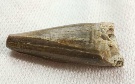 アルバートサウルスの希少な前上顎骨歯(その9)