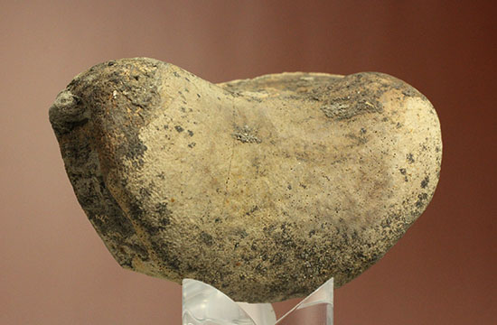 トリケラトプスの指骨化石