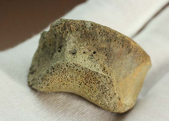 トリケラトプスの指骨化石（中間部分）（その12）