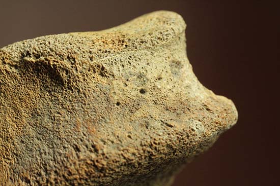 トリケラトプスの指骨化石