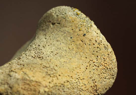 トリケラトプスの指骨化石（中間部分）（その4）
