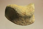 トリケラトプスの指骨化石（中間部分）