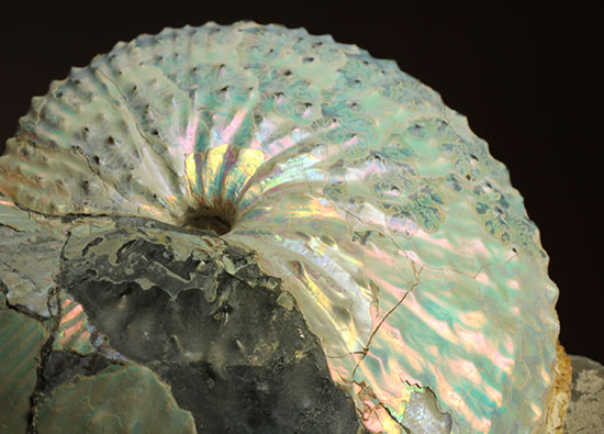 本来の美しい真珠層が保存されたホプロスカファイテス・ネブラセンシス（その13）