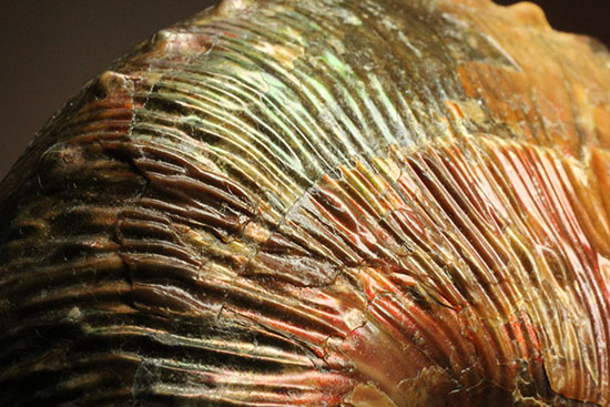 大絶滅直前のアンモナイト、ホプロスカフィテス(その1)