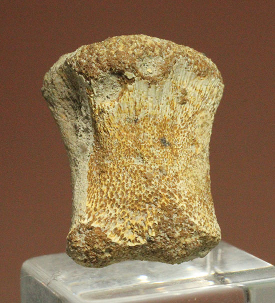 珍しい、白亜紀7000万年前のカメの爪化石2個セット