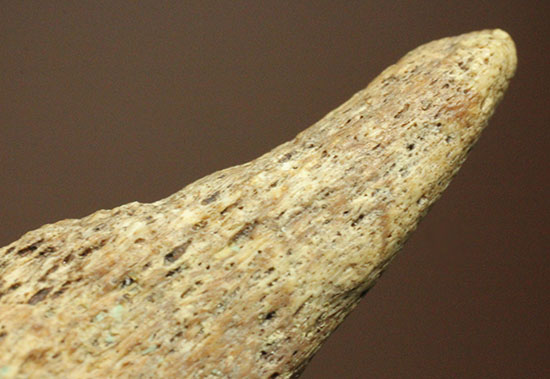 珍しい、白亜紀7000万年前のカメの爪化石2個セット!(その10)