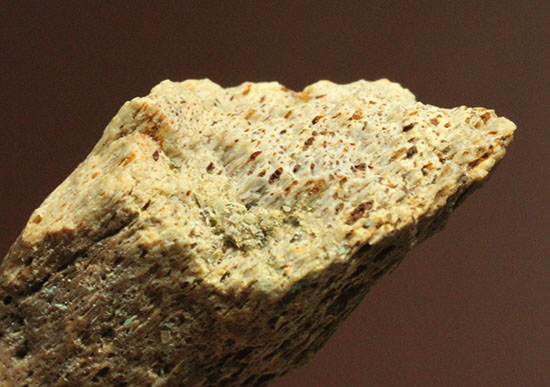 珍しい、白亜紀7000万年前のカメの爪化石2個セット!(その11)