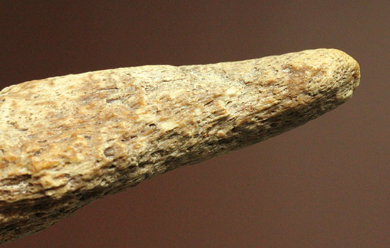 珍しい、白亜紀7000万年前のカメの爪化石2個セット！（その12）