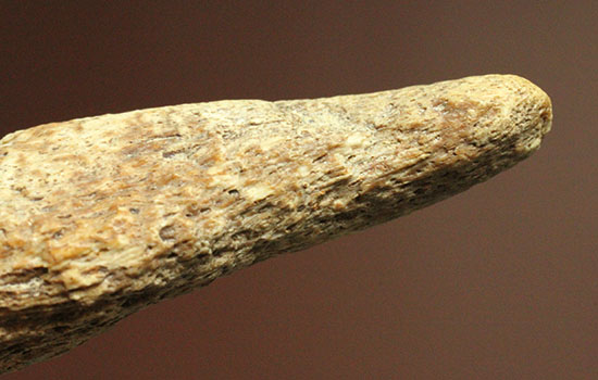 珍しい、白亜紀7000万年前のカメの爪化石2個セット!(その12)