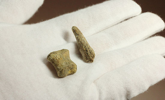 珍しい、白亜紀7000万年前のカメの爪化石2個セット!(その13)