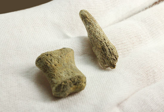 珍しい、白亜紀7000万年前のカメの爪化石2個セット!(その14)