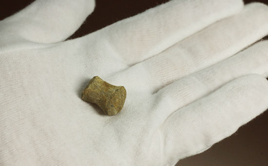 珍しい、白亜紀7000万年前のカメの爪化石2個セット!(その15)