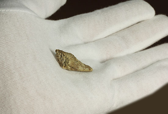 珍しい、白亜紀7000万年前のカメの爪化石2個セット!(その16)
