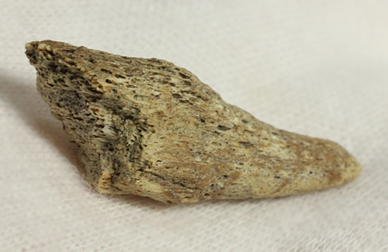 珍しい、白亜紀7000万年前のカメの爪化石2個セット!(その17)