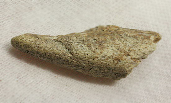 珍しい、白亜紀7000万年前のカメの爪化石2個セット!(その18)