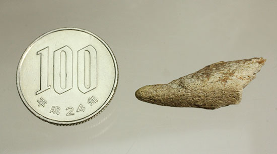 珍しい、白亜紀7000万年前のカメの爪化石2個セット！（その19）