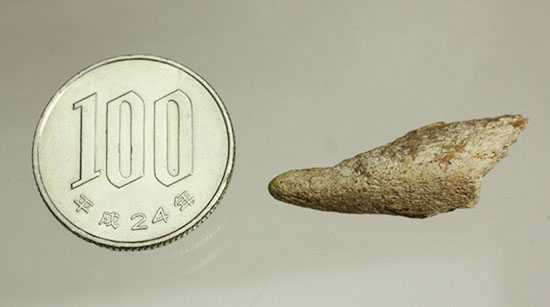 珍しい、白亜紀7000万年前のカメの爪化石2個セット!(その19)