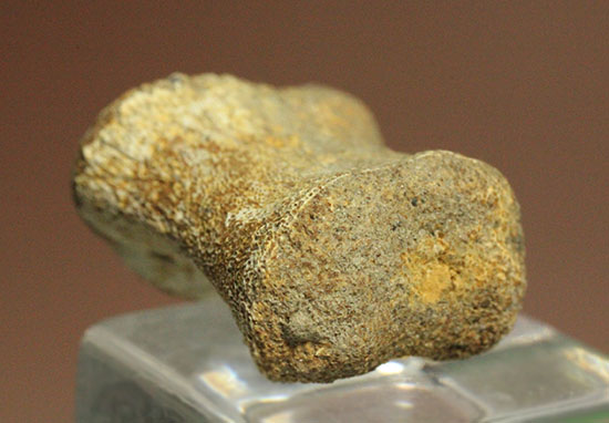 珍しい、白亜紀7000万年前のカメの爪化石2個セット！（その2）