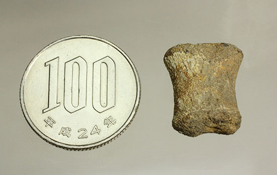 珍しい、白亜紀7000万年前のカメの爪化石2個セット!(その20)
