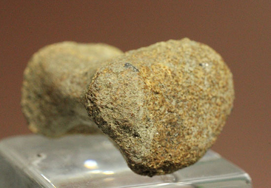 珍しい、白亜紀7000万年前のカメの爪化石2個セット!(その3)